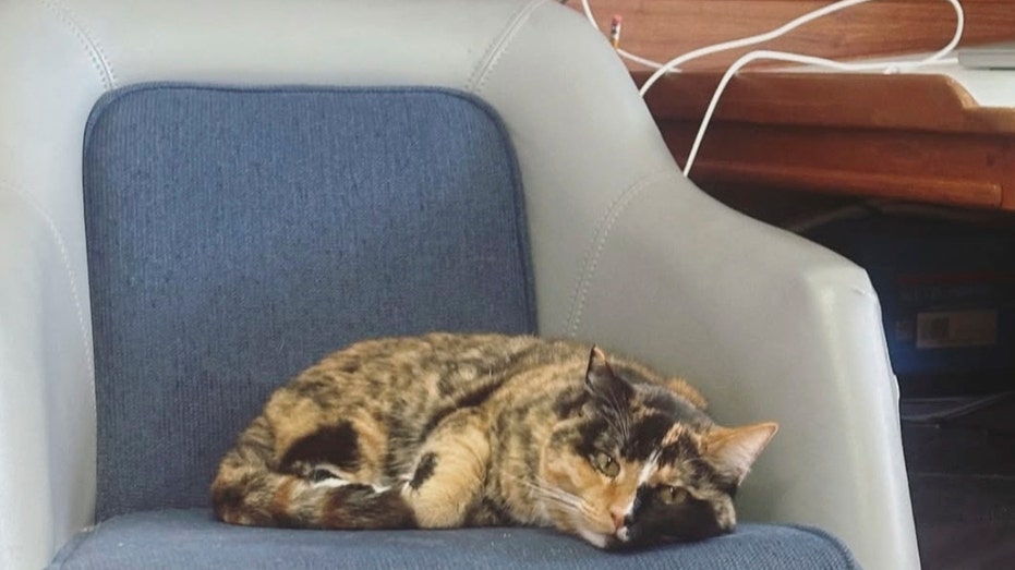 Cat laying on a chair