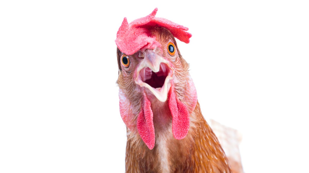 chicken up close