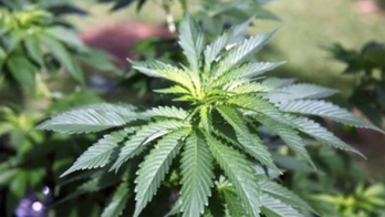 $15M fine levied against owner of unlicensed New York cannabis shops who claims he gave free samples